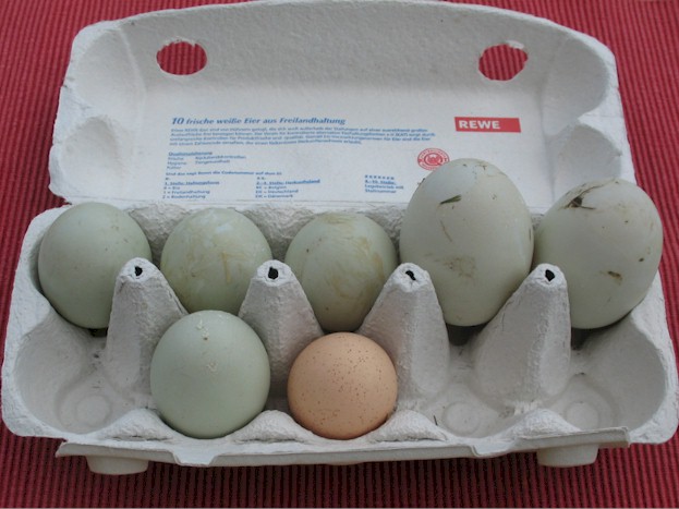 Unten rechts ein typisches etwa 50 g schweres Ei unserer Zwerghühner. Die grünen Eier stammen alle von unserer Daisy. Die beiden besonders großen Eier waren die mit 94 bzw. 106 g Gewicht.
