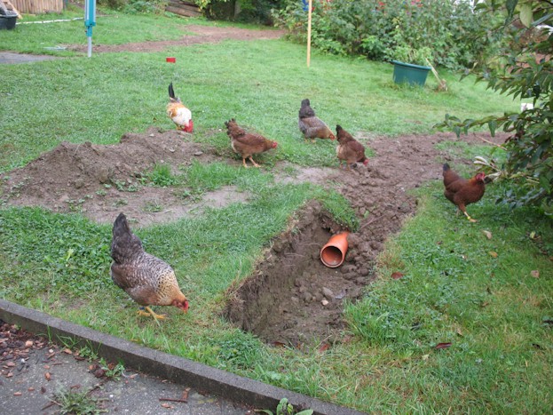 Die Verbindung zwischen Regenfallrohr und dem PVC-Rohr fehlt noch; die fünf Hennen und deren Chef stört das aber nicht.