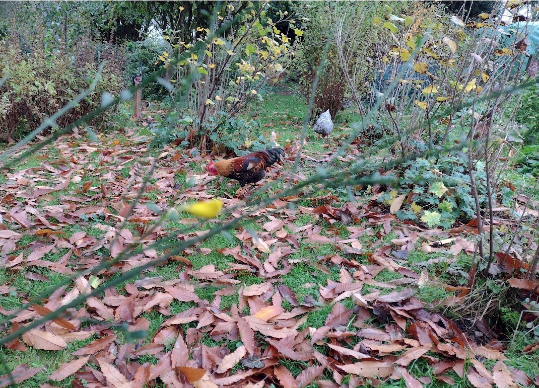 Laub verwerten oder entfernen?